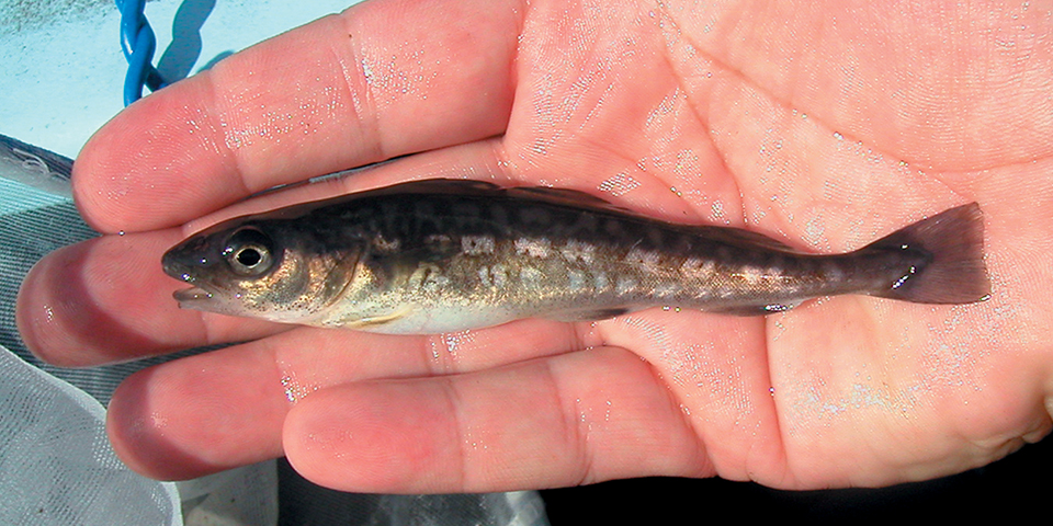 绕开中国工厂，运送1000多个集装箱，俄罗斯凭什么吃定明太鱼？