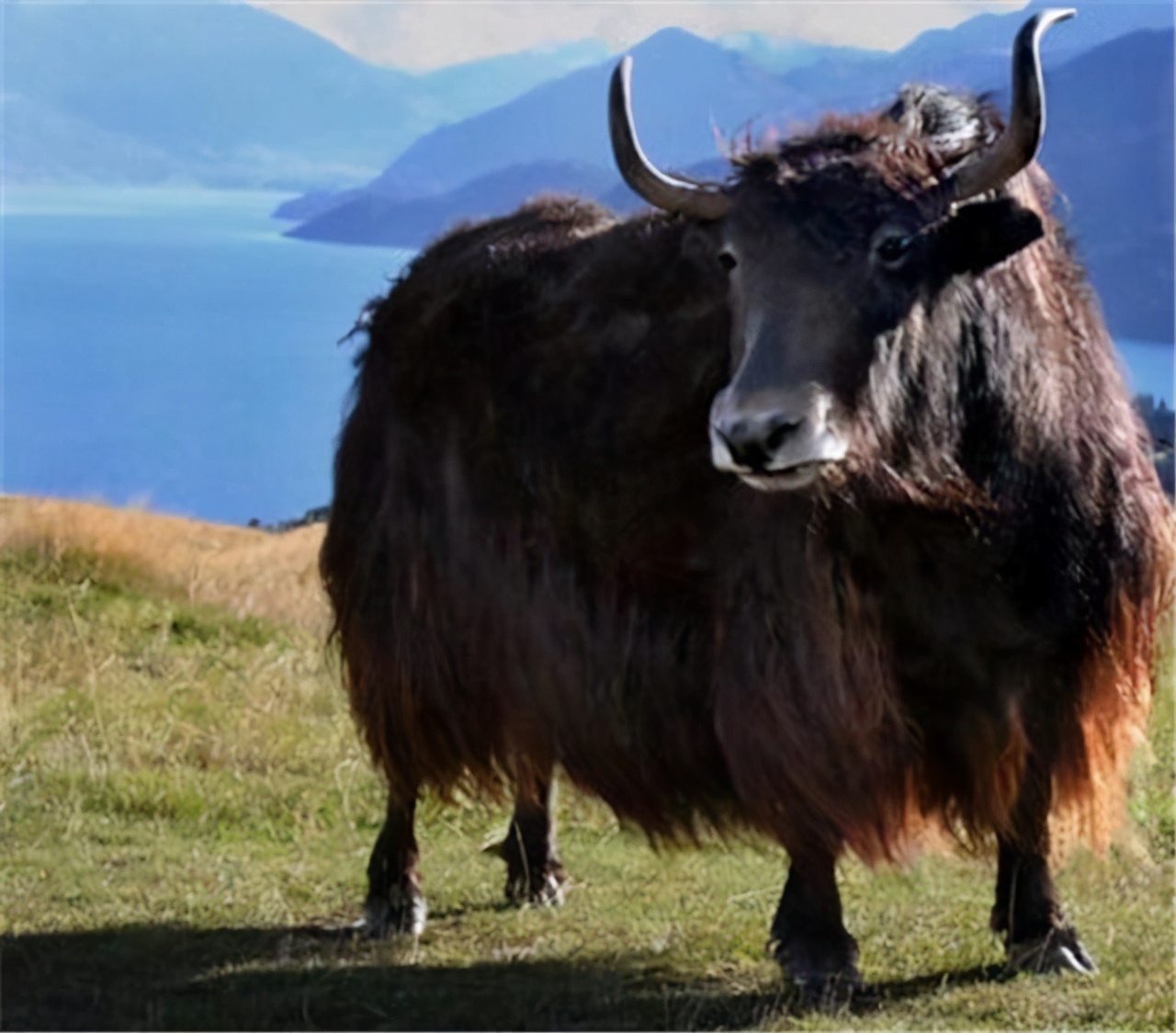 拉萨每个人都是虔诚的信徒,拉萨朝圣者哪里最多