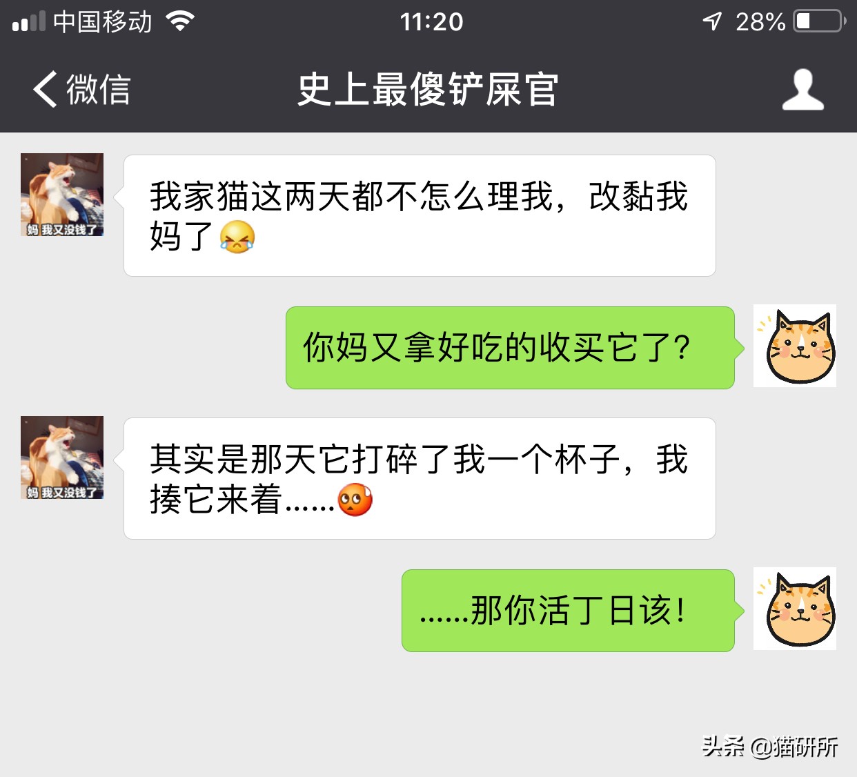 打猫过后怎么让猫不记仇,打猫之后怎么重新和猫和好