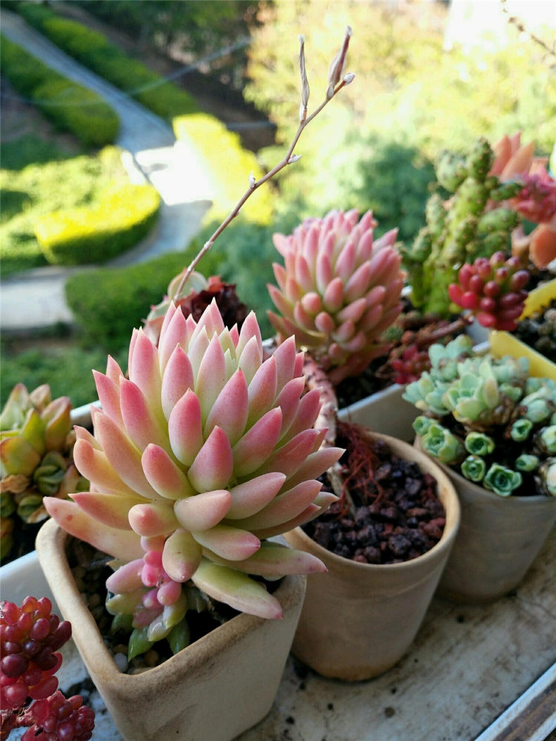 养多肉千佛手,注意三个关键点,长势大好