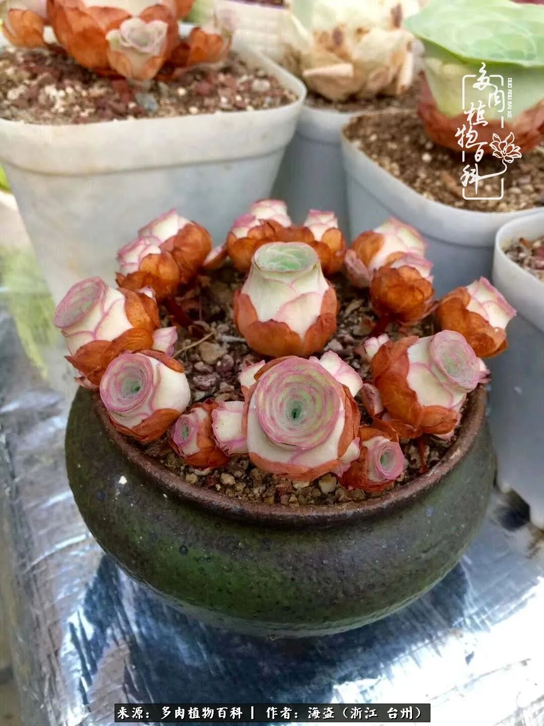 独爱玫瑰与法师！解密金老板和他的屋顶御花园