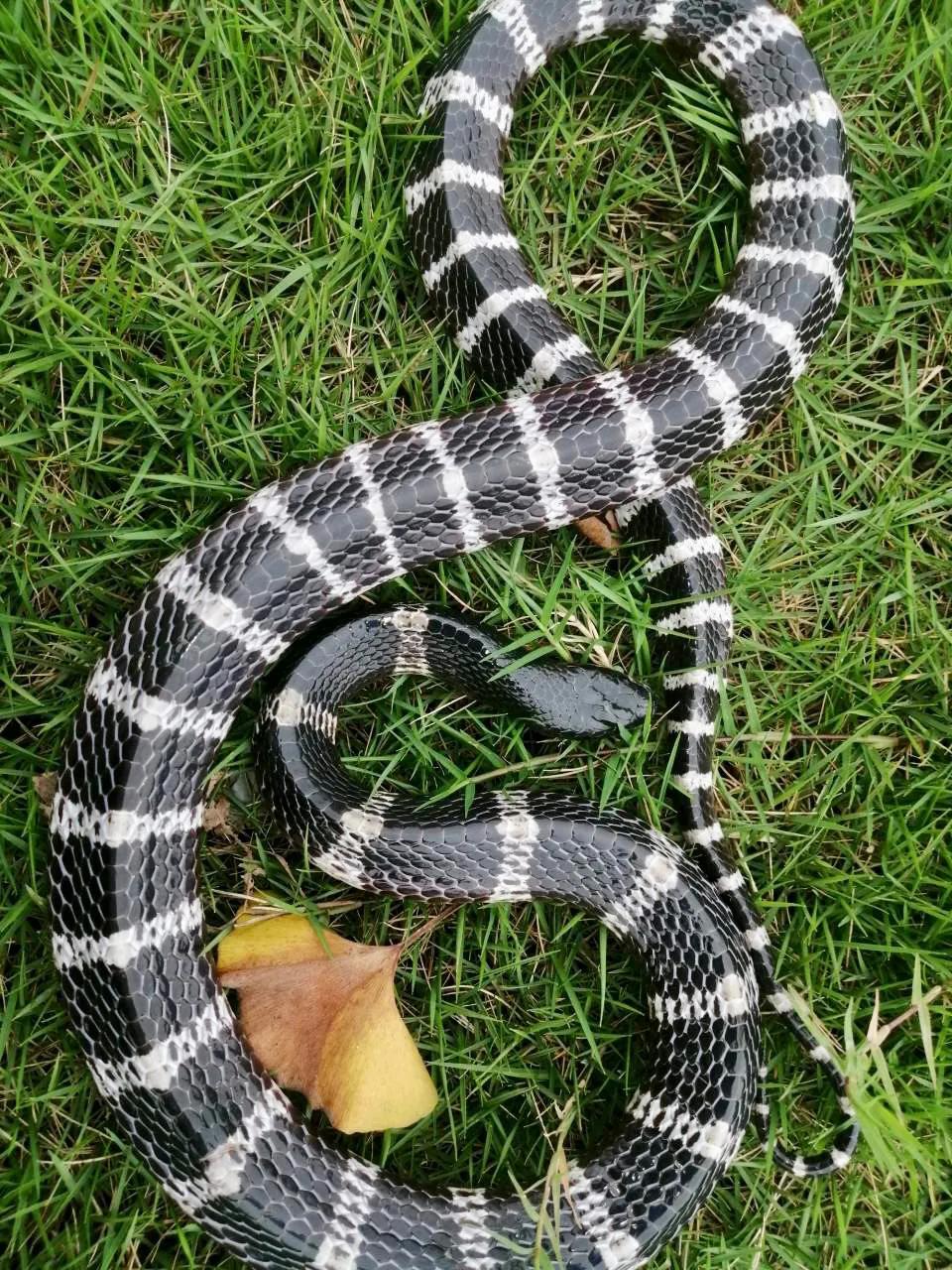 中国剧毒蛇都有哪些 (中国剧毒蛇有几种)