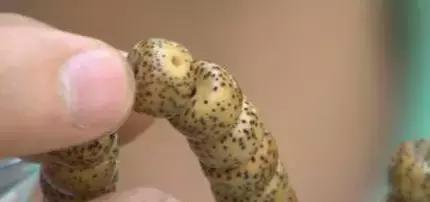 香木手串盘发绿,菩提手串如何快速盘发亮