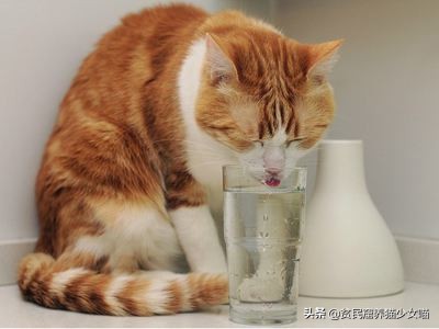 猫咪一般吃什么最好,喵星人喂食指南