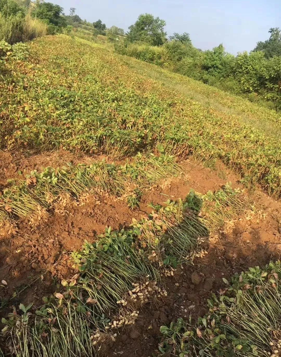 紧急提醒这些人务必第一时间就诊,紧急通知全员归队