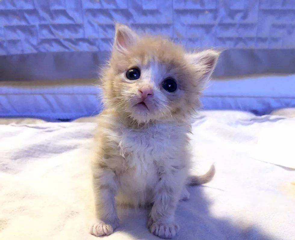 流浪橘猫长大,流浪橘猫逆袭长毛