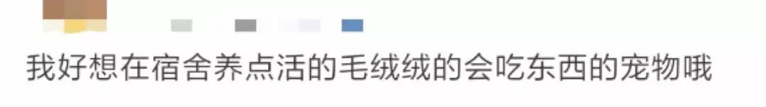 那些年舍友养过的奇葩宠物,你们身边的人都养什么奇怪的宠物
