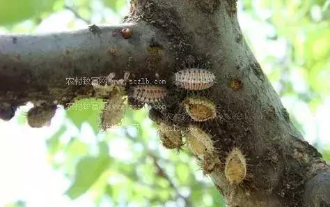 果树蚧壳虫防治技巧,果树顽固蚧壳虫