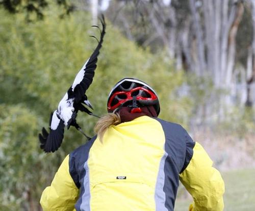 为什么喜鹊被称为报喜鸟呢,喜鹊是报喜鸟吗