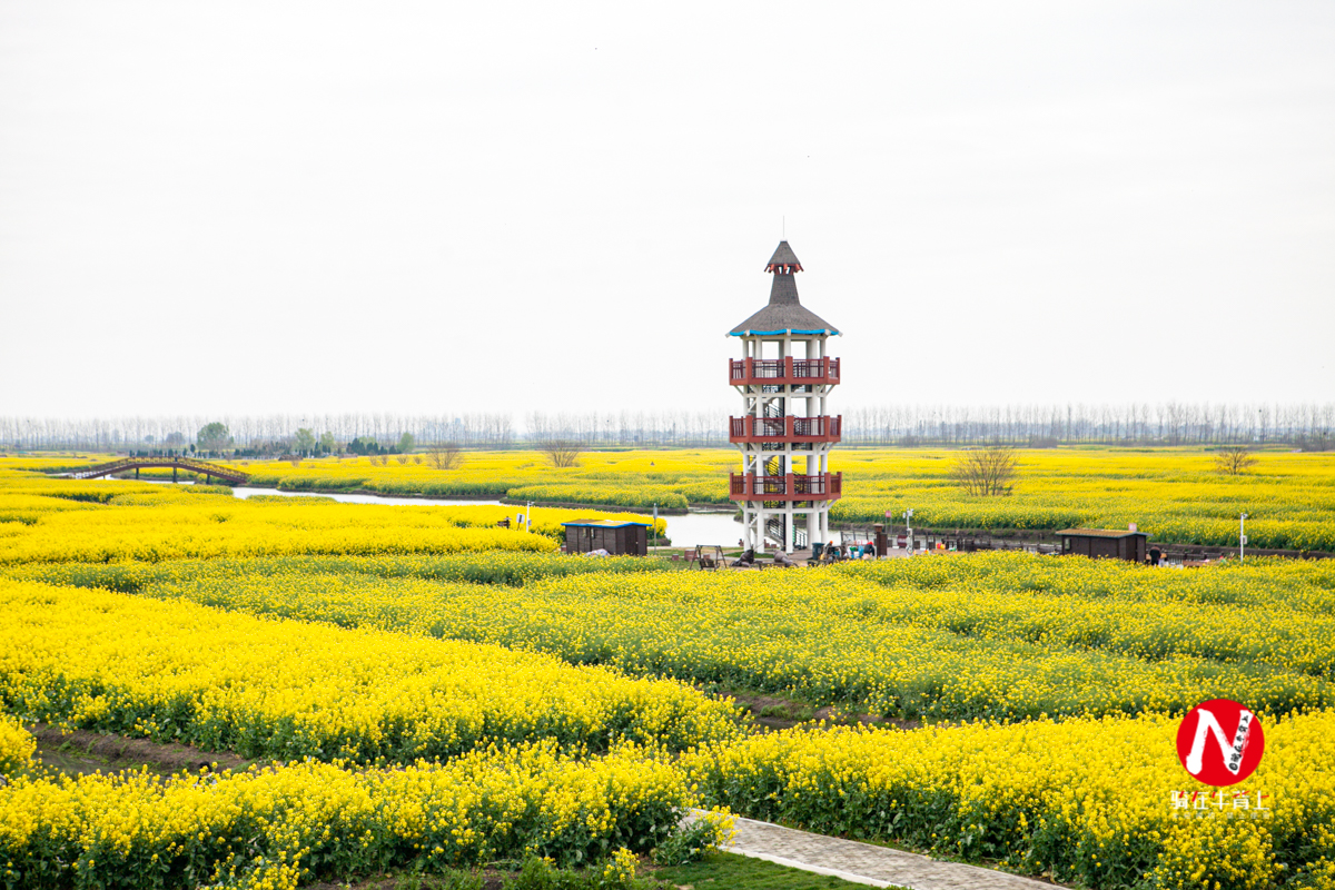 兴化三日游自驾游路线,去兴化看油菜花海攻略
