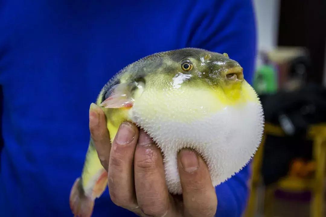 日式河豚火锅,青岛吃河豚火锅