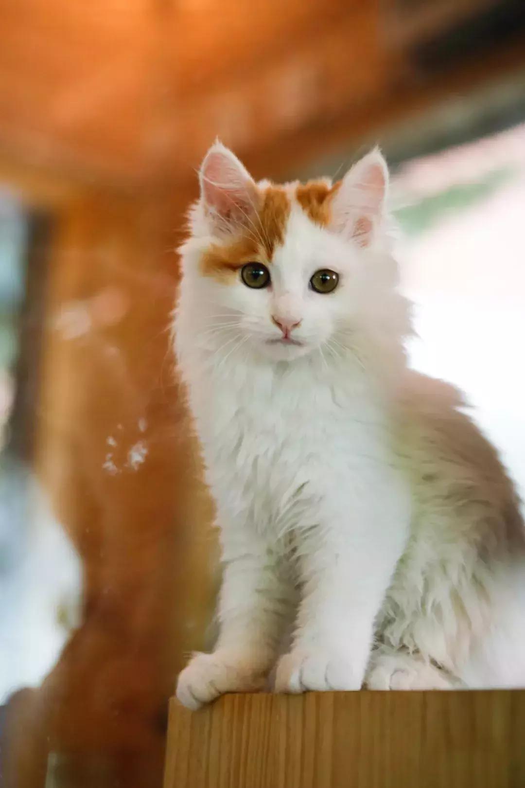 上次没领到猫的亲们，第二波小盆友来啦