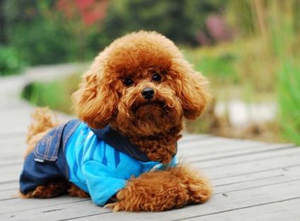 羊奶粉能给狗狗补充营养吗,羊奶粉对生病狗狗的好处和功效