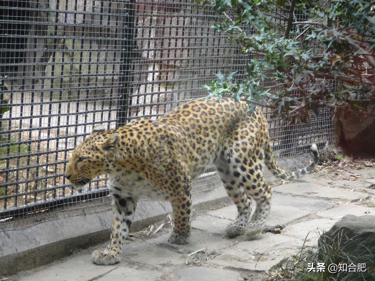 合肥大蜀山有观光旅游车吗,合肥大蜀山观景平台