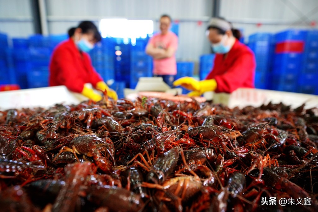 监利红虾红遍天下,中国小龙虾之乡监利