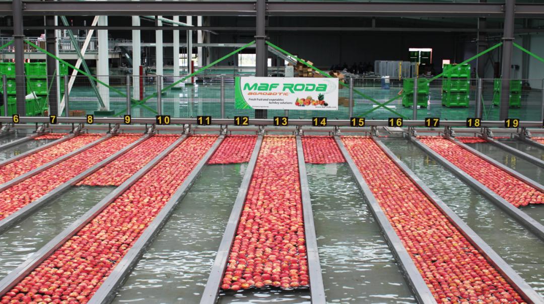 苹果快速分选,苹果分拣机的分拣流程图