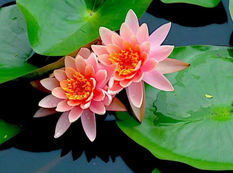 想要养好荷花怎么养,睡莲的养法和注意事项