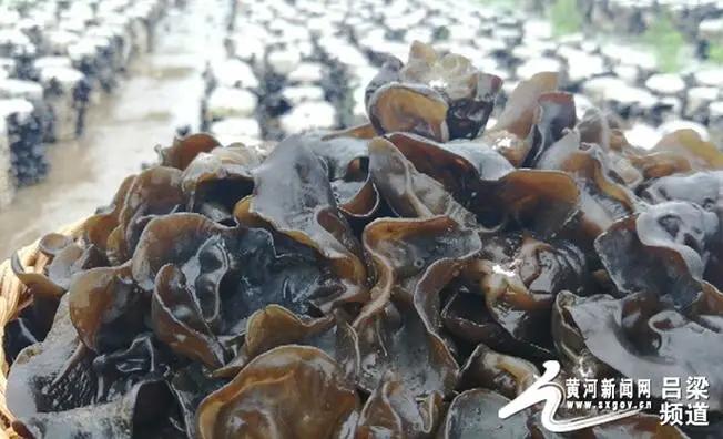 木耳产业喜丰收促农增收添活力,郊纳黑木耳产业助力脱贫攻坚
