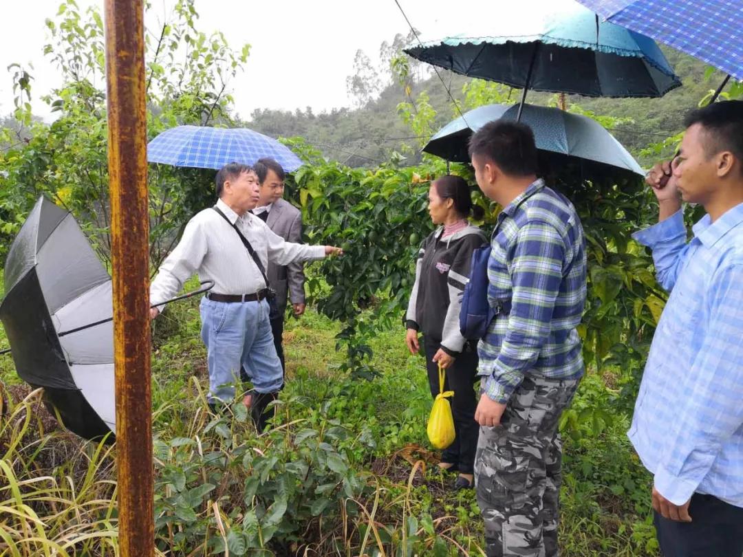 中农富玉大事记,中农富玉未来发展趋势