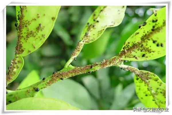 柑橘病虫害识别软件,天天学农柑橘病虫害