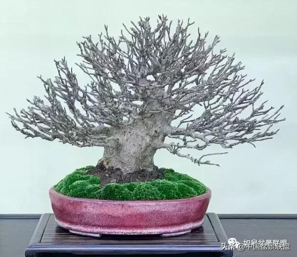 日本盆景巨匠木村正彦作品全程 (木村正彦盆景作品)