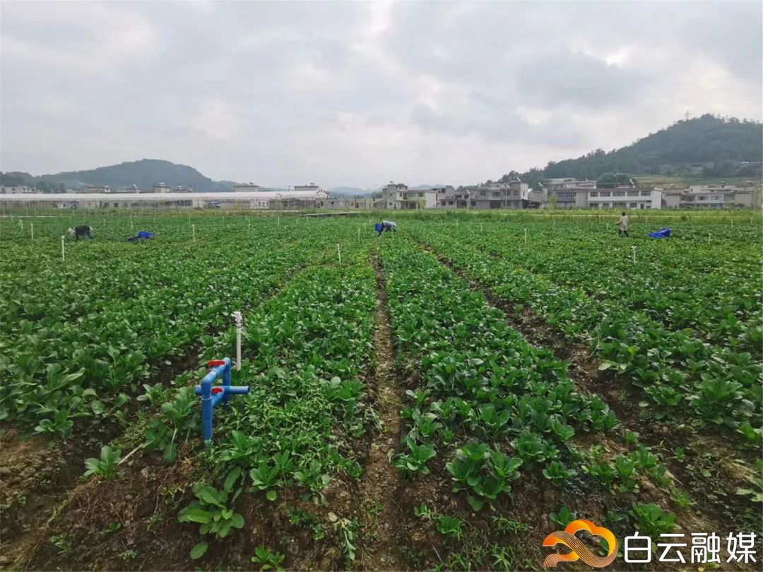 扶贫贡献突出,白云江南果菜批发市场获商务部点赞