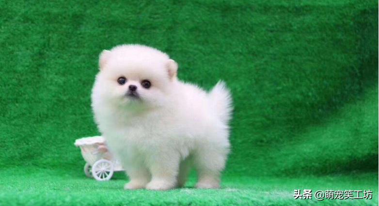 颜值高不掉毛的博美犬,最好看的博美小型犬