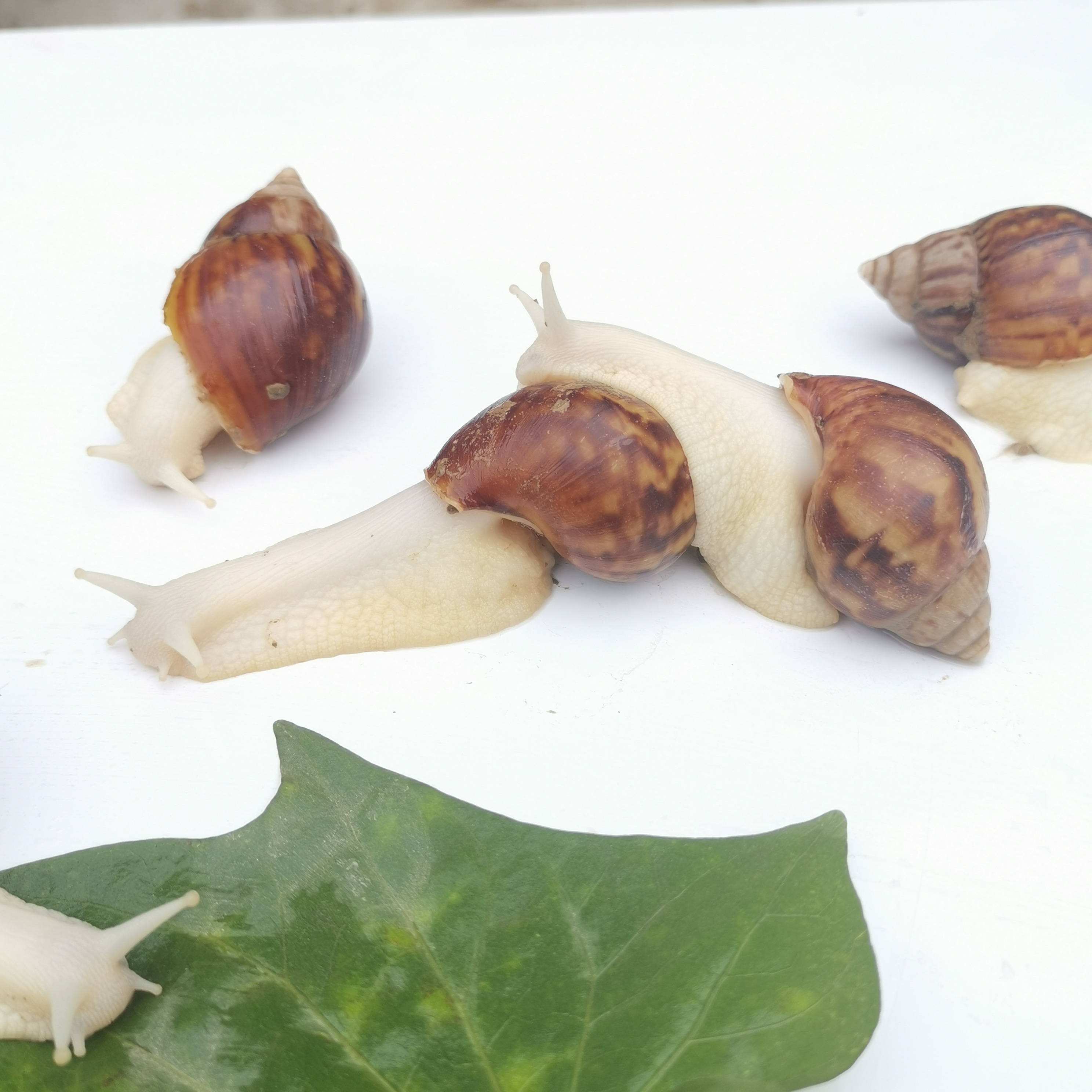 山东白玉蜗牛无土养殖市场如何,江苏白玉蜗牛有土养殖赚钱吗