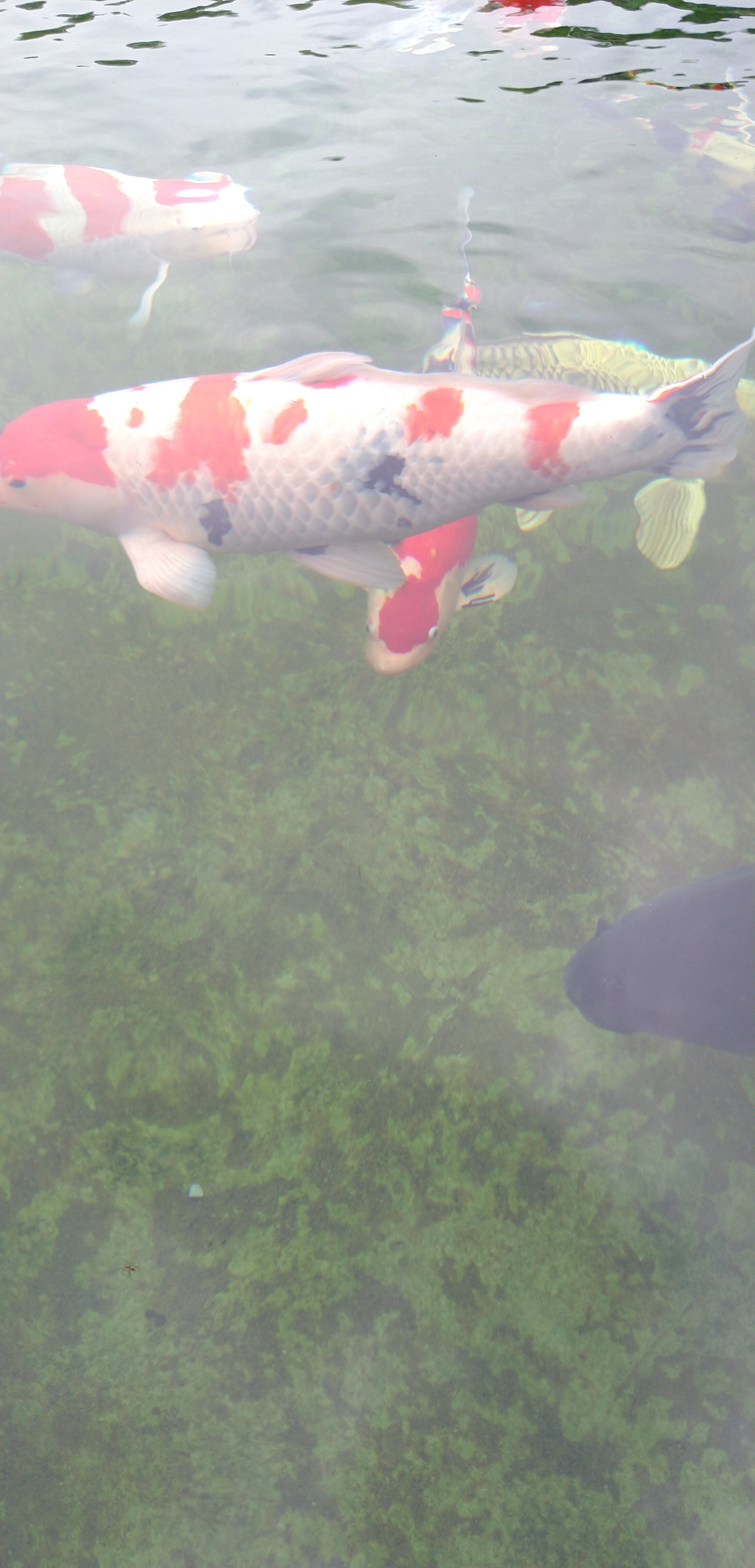 生石灰和熟石灰价格,生石灰是不是越来越贵了