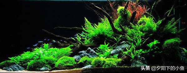 不用水草灯不用二氧化碳,无需炭也能养好的水草