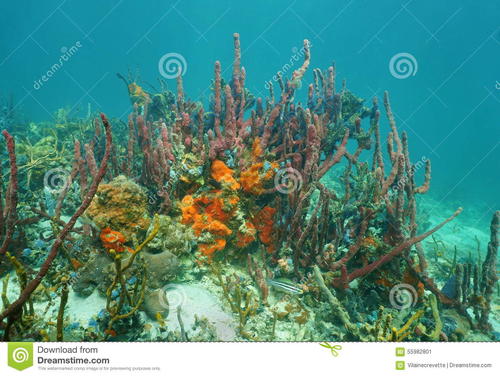 低等的动物多为何种类型，它们的生殖有哪些有趣的方式呢？