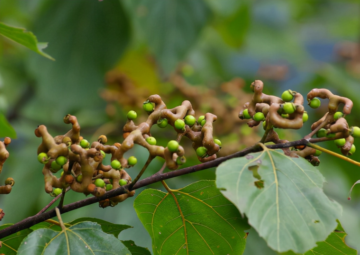 <html>
<head><title>502BadGateway</title></head>
<body>
<center><h1>502BadGateway</h1></center>
<hr><center>nginx</center>
</body>
</html>
<!--apaddingtodisableMSIEandChromefriendlyerrorpage-->
<!--apaddingtodisableMSIEandChromefriendlyerrorpage-->
<!--apaddingtodisableMSIEandChromefriendlyerrorpage-->
<!--apaddingtodisableMSIEandChromefriendlyerrorpage-->
<!--apaddingtodisableMSIEandChromefriendlyerrorpage-->
<!--apaddingtodisableMSIEandChromefriendlyerrorpage-->
