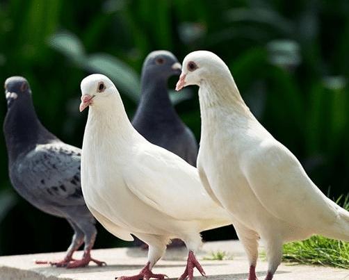 德国梅克姆治疗鸽子螨虫,鸽子身上有螨虫会对人体有伤害吗