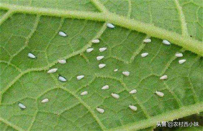 黄瓜白粉虱用什么药,黄瓜粉虱虫害