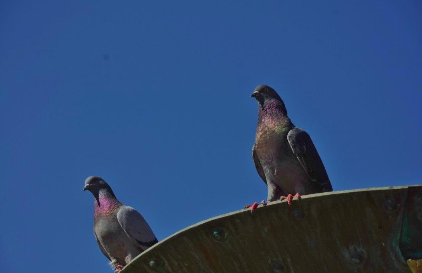 鸽子出现绿便是什么原因,鸽子紫胸最快的治疗方法