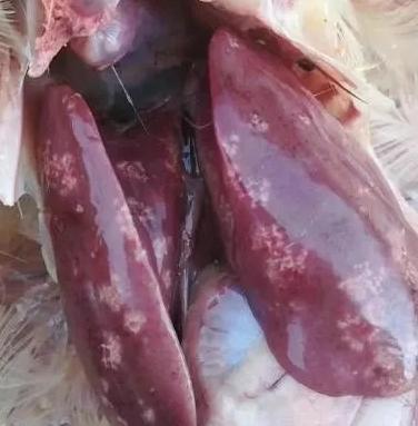 导致蛋鸡肝破裂、炸肝的零星伤亡原因很多，对症下药降低养殖损伤