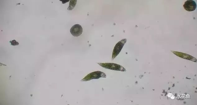 裸藻和裸甲藻是同一藻类吗,蓝藻与绿藻的相同点