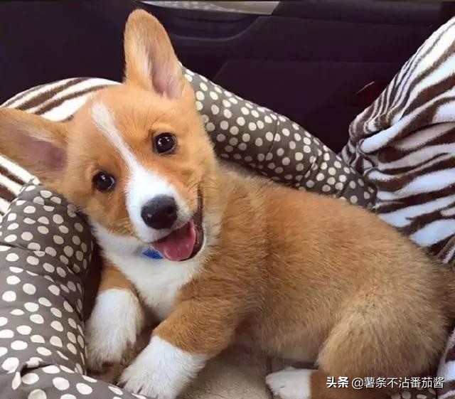 高颜值肌肉奶狗,什么样的小奶狗最可爱