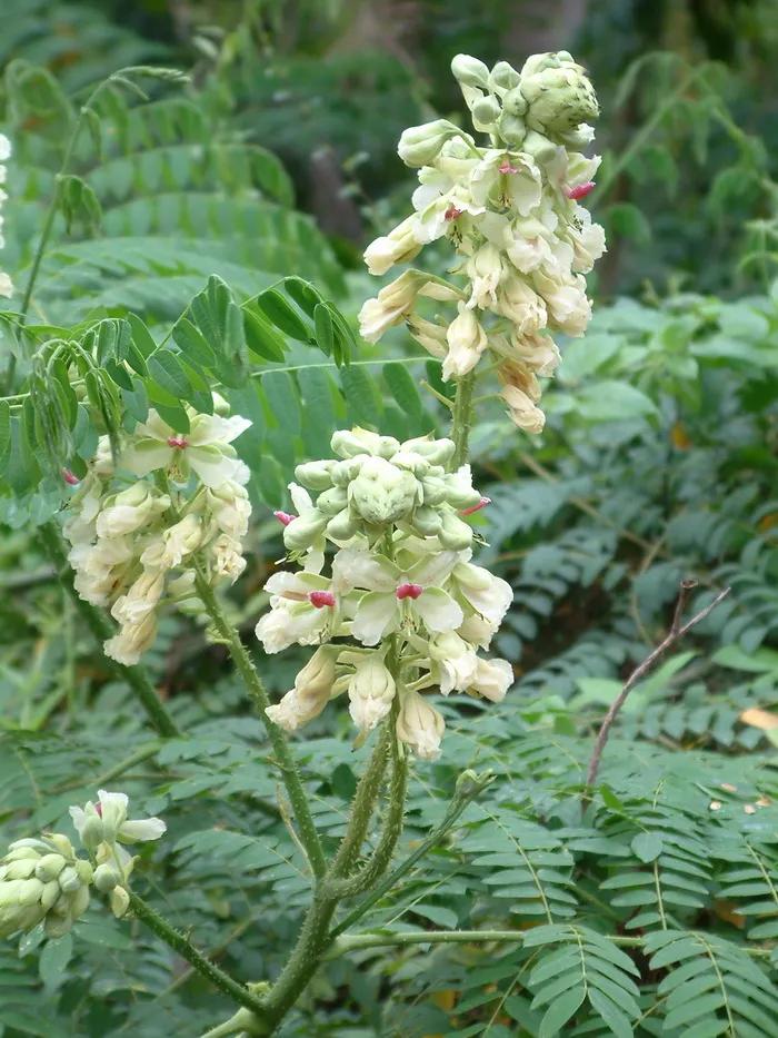 中药材莲子心,中药材莲子的用量