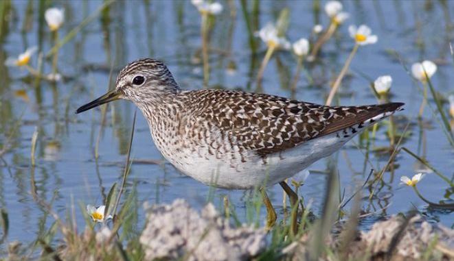 东江揽胜,惠州淡水常见鸟类图谱