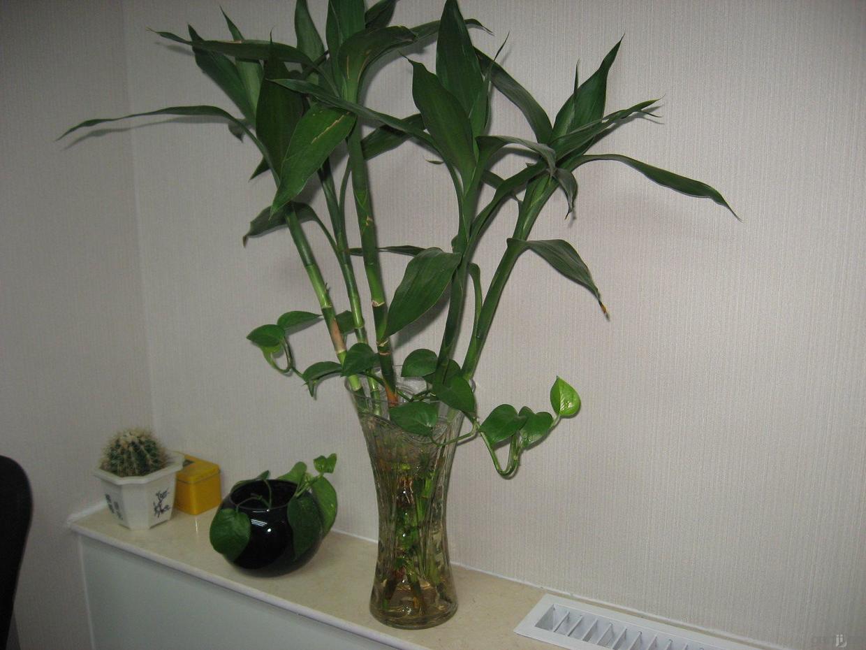 土培富贵竹子杆黄了还能返青吗,富贵竹还没生根就黄叶了怎么办