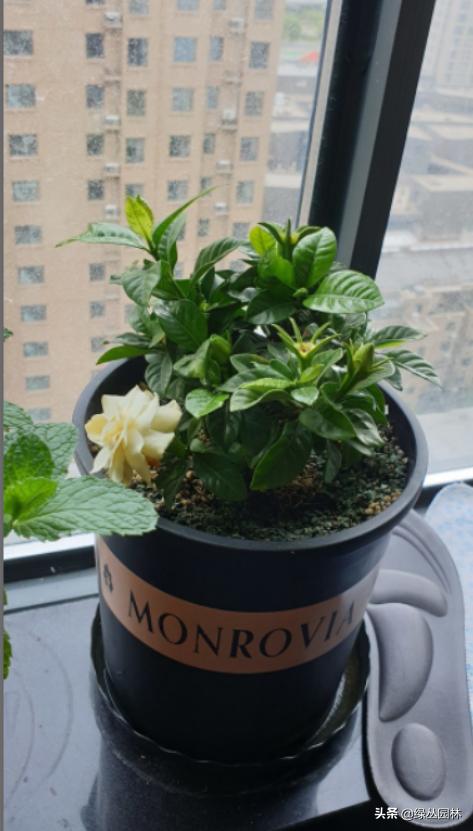 武汉养花技术哪里培训,北京养花小技巧