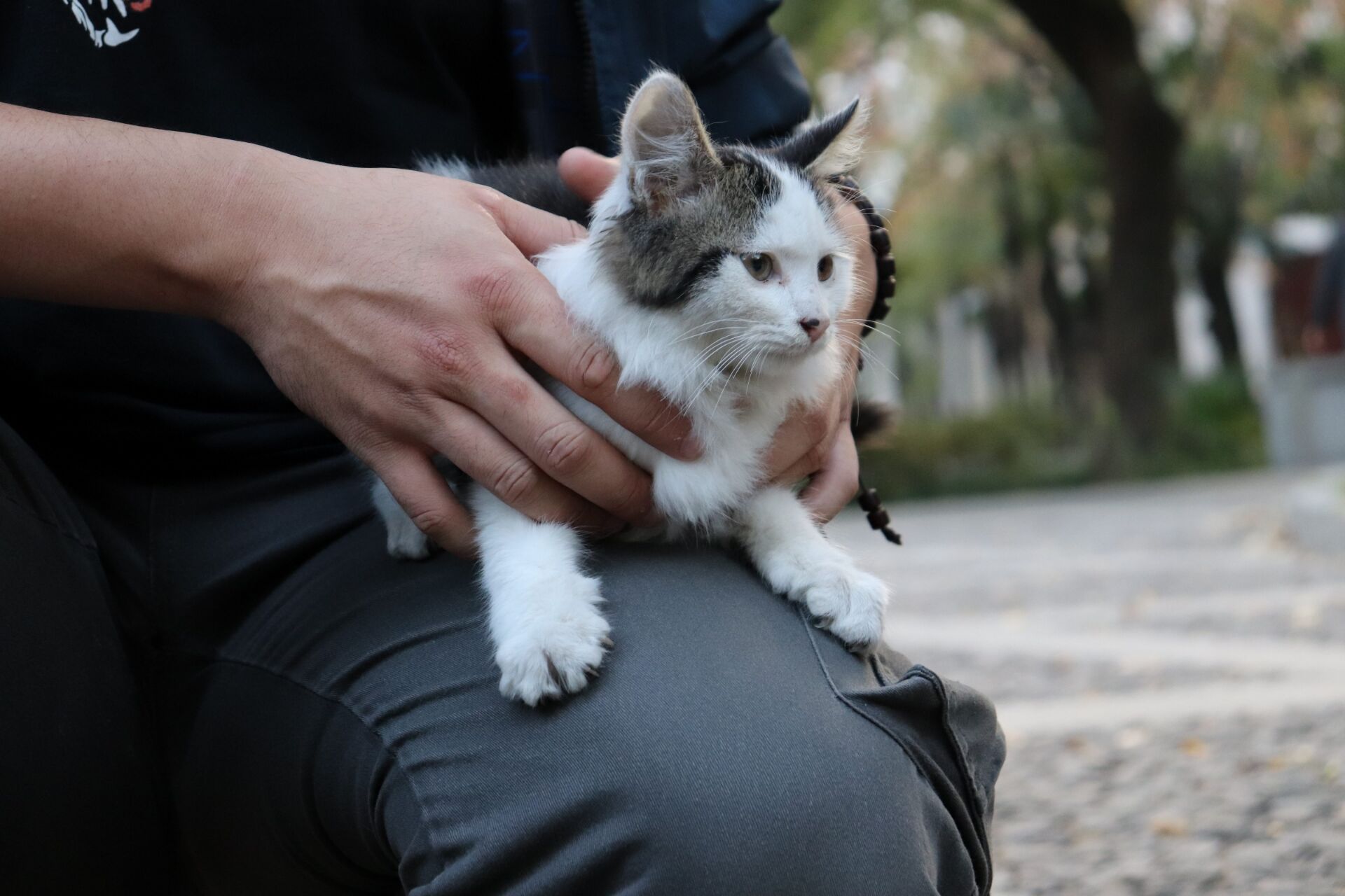 为什么那么多人提倡领养代替购买,看完你就了解了
