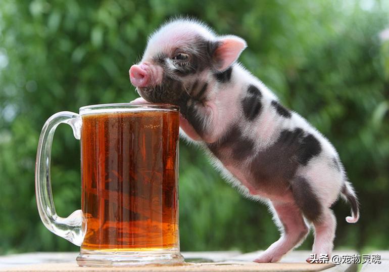 新手养宠物猪要注意哪些问题,养一只宠物猪需要准备什么