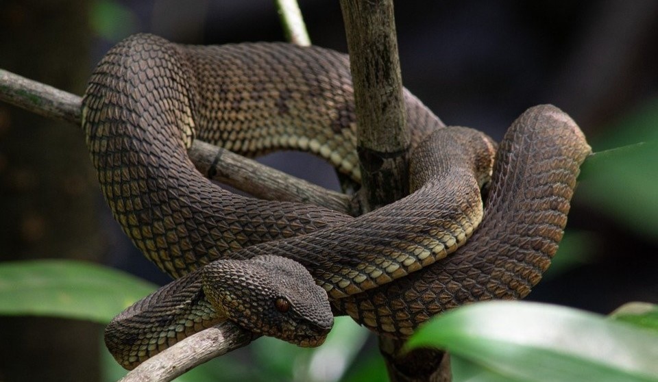 致命的毒蛇：毒蛇为什么这么毒？被毒蛇咬了我们该怎么办？