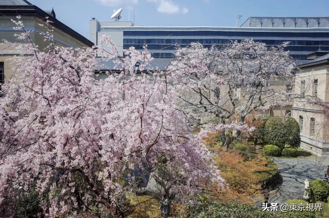 我在京都，攒下一整个春日的绝美樱色送给你。