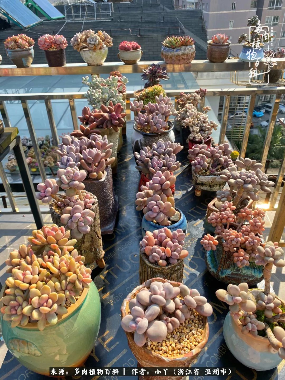 祖上无院家里无矿,一腔浪漫情怀付诸楼顶造花