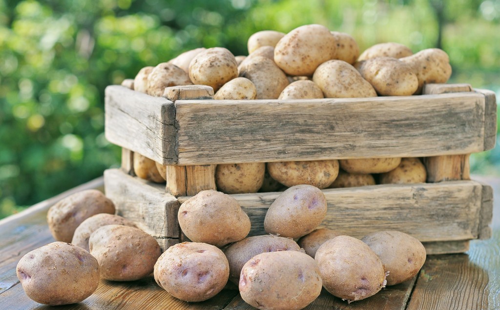 大北农转基因大豆阿根廷,大北农大豆转基因