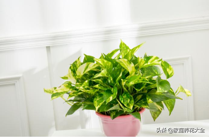 绿萝叶子有白色的东西怎么处理,绿萝叶子白斑的原因及解决方法