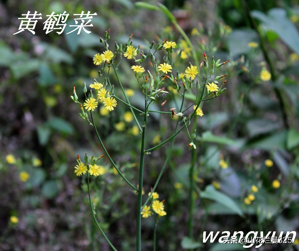 野生菊苣的辨认与图片,野菜苦菜识别方法